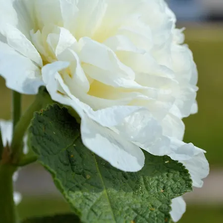 Nitsche باد لاسفه